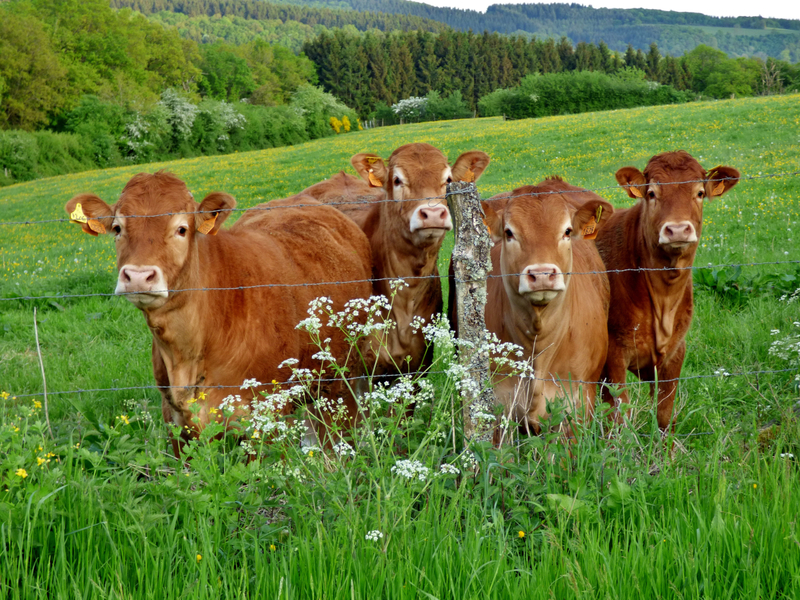 an image of some browncows in some grass